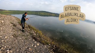 Bu Sefer Balığı Bulduk!. Yozgat Çekerek Barajı Alabalık Avı.