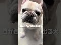 問題はないそうです🐖#フレンチブルドッグ #フレブル#犬のいる生活 #フレブル飼い方 #pets