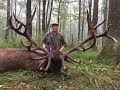 Jagd auf kapitale Rothirsche in Rumänien / hunting big red stags in romania - Junge Jagd