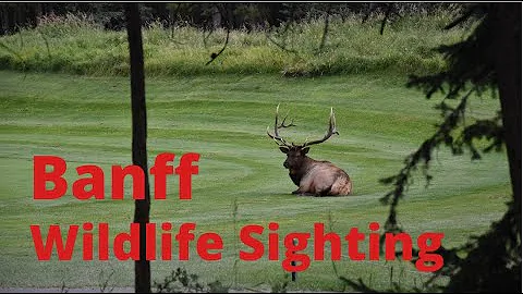 Banff Wildlife Sighting