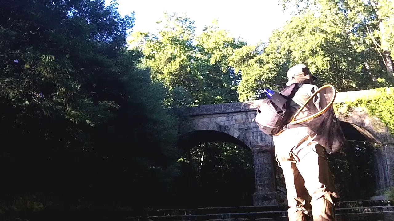 BROWN TROUT FRY   fly fishing for trout