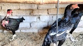 Lani Aseel Madi Phir Se Murga K Sath Chor Di