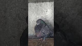 Colillanos De Manuel Rn