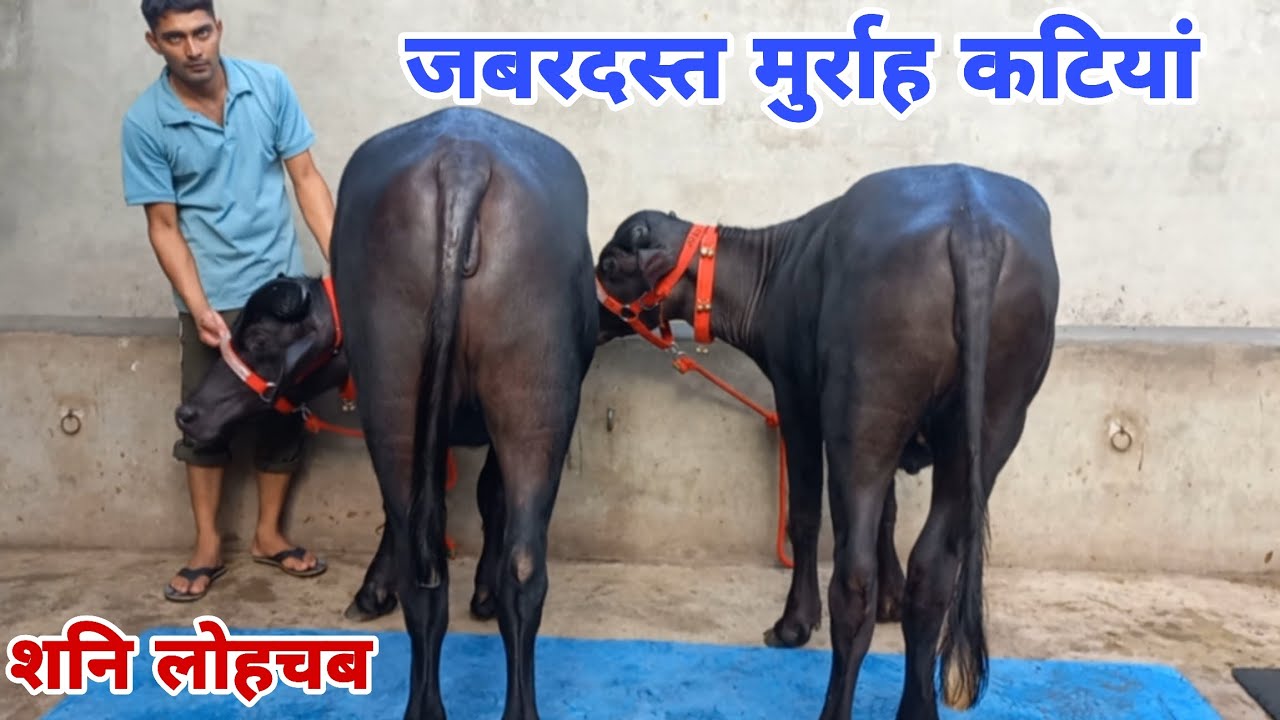 जोड़ा लेने पर 5 हजार रुपए सस्ती 🔥 शनि लोहचब की जबरदस्त मुर्राह कटियां बिक्री के लिए उपलब्ध 