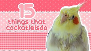 ✨15 Things That Cockatiels Do ✨