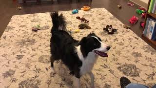 Border Collie Memorized 61 Toys