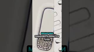 Как семечко в темноте понимает, где верх? #знания #интересно #интересныефакты #наука