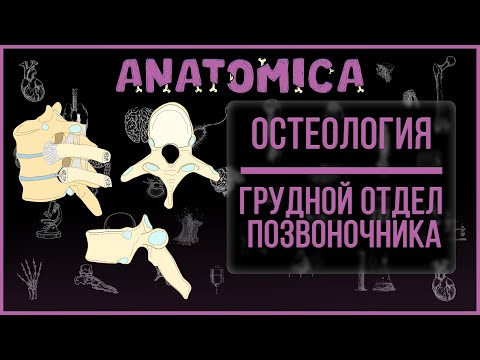 Грудные и поясничные позвонки / Анатомия позвоночного столба / Остеология