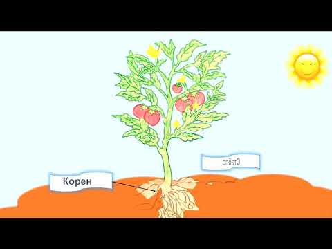 Делови биљке - Свет око нас