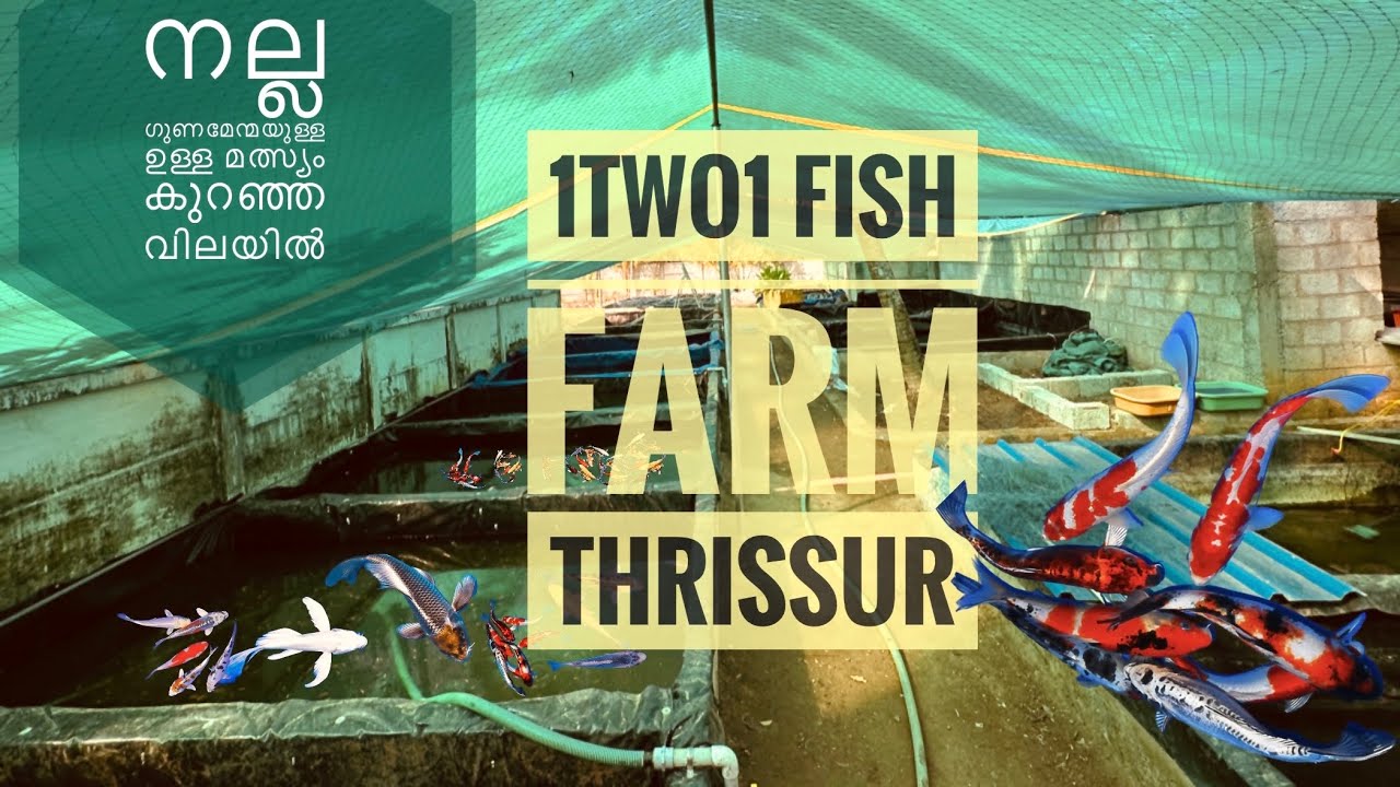 Good quality fishes at cheap price ornamental fishes wholesale and