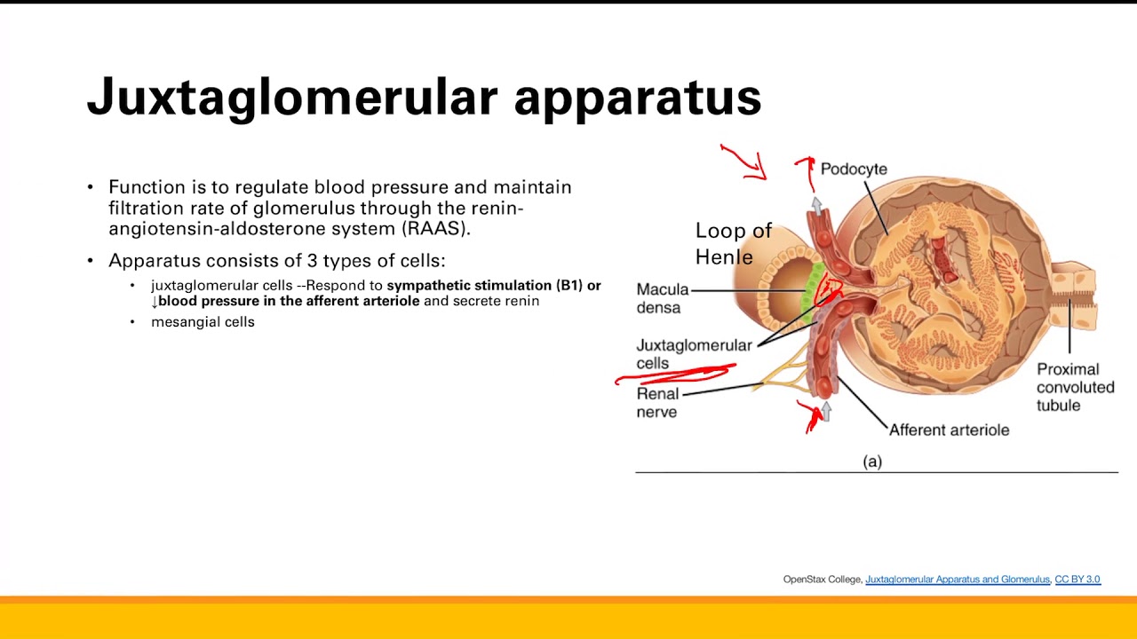 Renin angiotensin aldosterone system Renal system Step 1 Simplified