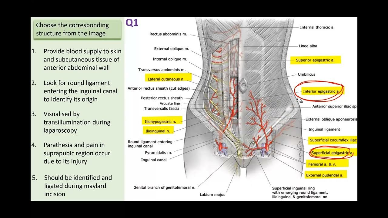 Pelvic anatomy OSCE slides YouTube