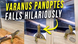 Varanus Panoptes Falls Hilariously Trying to Catch Its Snack
