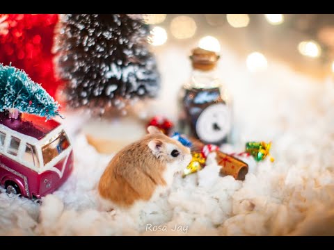 Распаковка подарка для ХЭМИ! И Новый год!