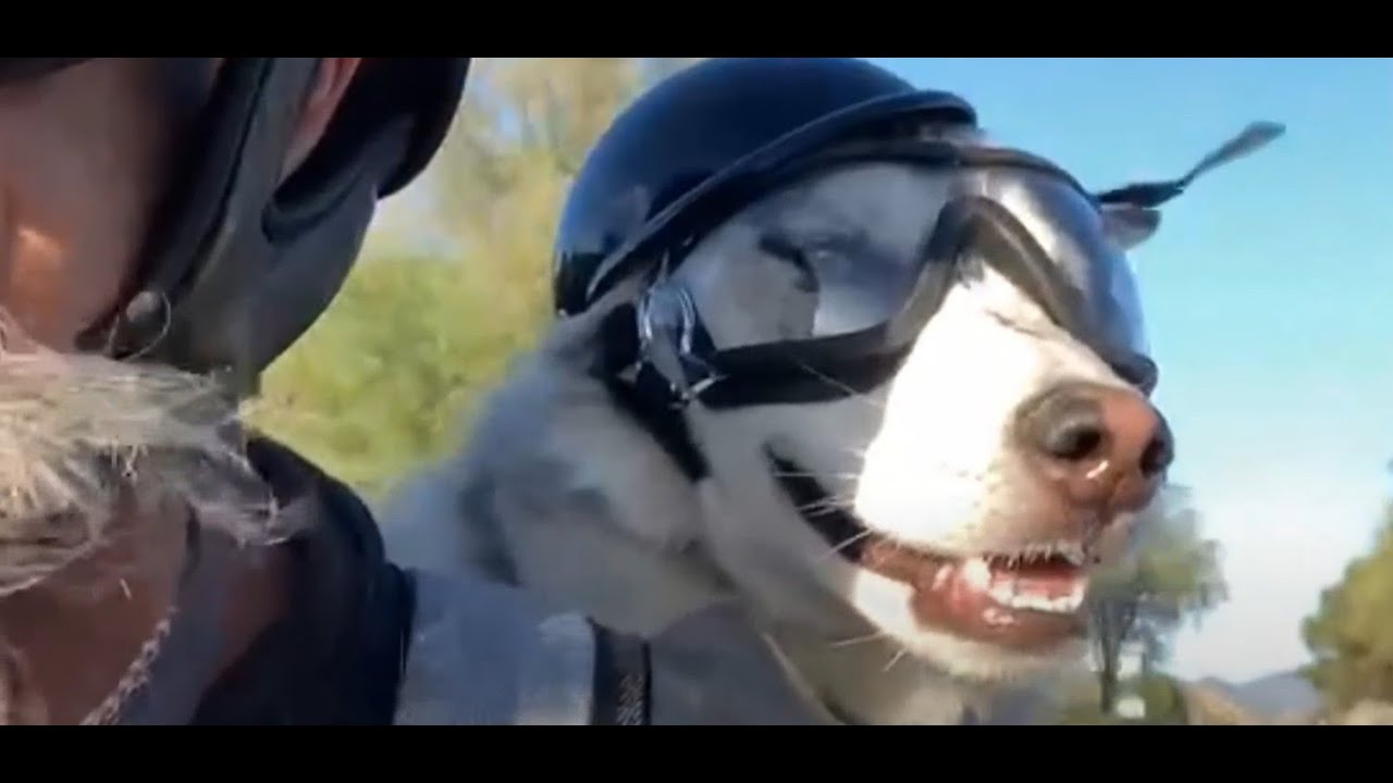 Good Boy | Michael Morrow & The Culprits Official Music Video 8k