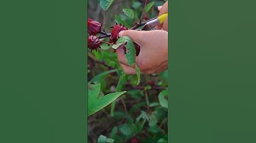 Hoa Atiso đỏ có tốt không? Công dụng đối với sức khỏe như thế nào?