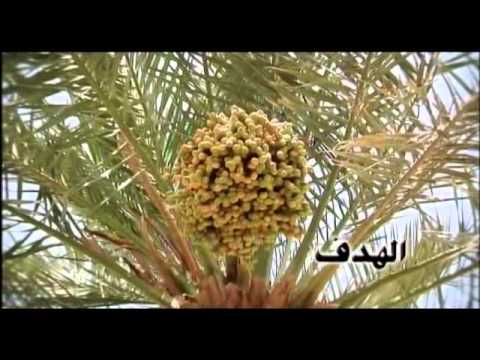 السوق الخليجية المشتركة 1