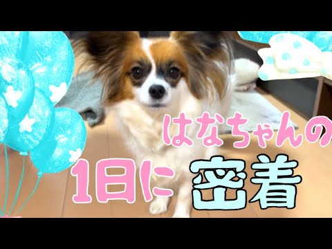 パピヨン犬のはなちゃんに１日密着🐶わんちゃんの居る暮らしって幸せ😍