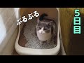 先住猫のトイレで隠れて用を足した子猫がこちらです[5日目]