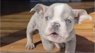 Tiny puppy complains that there's nothing for dinner if mami keeps holding the phone. Quiltie p1 by Wagging Tails Rescue 5,609 views 4 days ago 8 minutes, 8 seconds