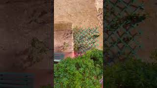 Nel cuore più autentico di Trastevere,  proprietà unica  dalle straordinarie potenzialità.