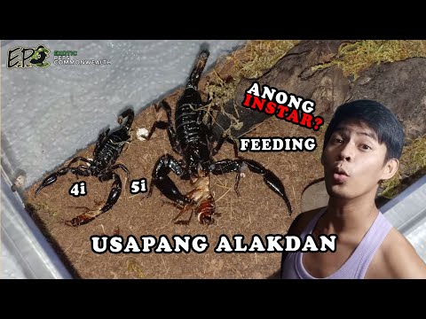 Video: Paano Lokohin Ang Isang Alakdan