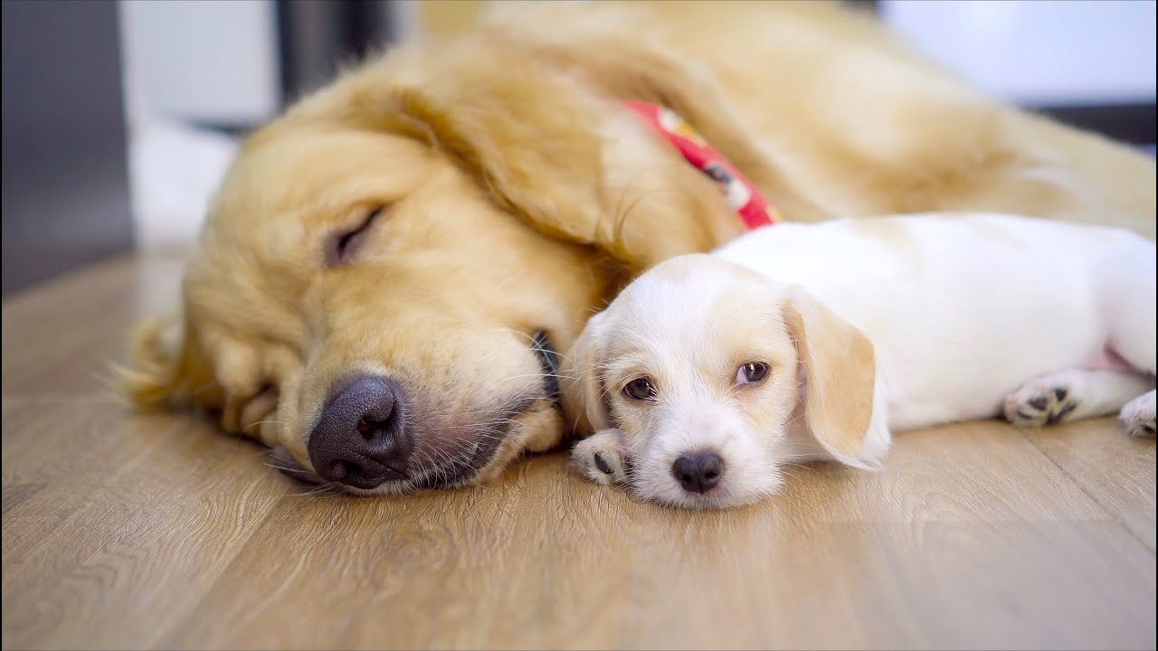 ゴールデンレトリバーを自分の母だと思っている子犬のベリーちゃん
