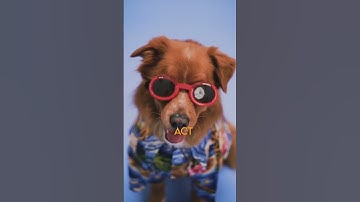 This Item will FOREVER change how you film!