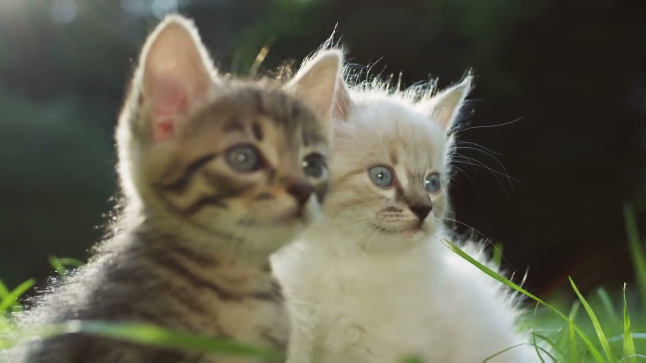 고양이 낮잠 시간 전용 음악│고양이의 편안한 시간