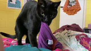 BLACK CAT MAKES BISCUITS ASMR CUTE