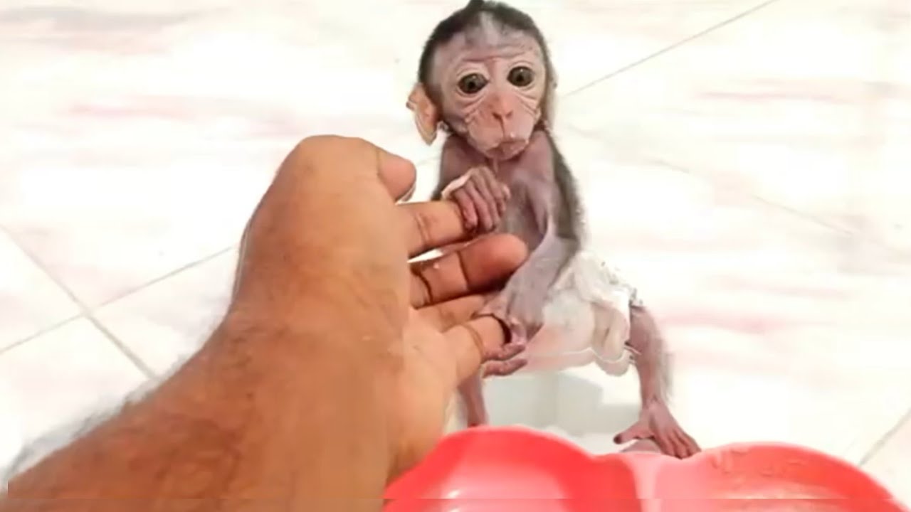 monkey Dan furious want dad quickly prepare his porridge.