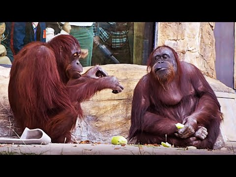 Как общаются орангутаны / Самые умные обезьяны / Почти как люди