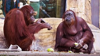 Как общаются орангутаны / Самые умные обезьяны / Почти как люди