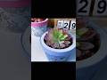 This puzzle becomes a flowerpot.#puzzle#Puzzledecor#craftproject#Relaxingvideo#fyp