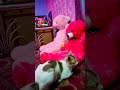 Laddu ♥️♥️ #cat #catshorts #catvideos