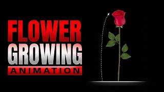 Flower growing animation After Effects | Plant growing animation After Effects