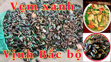 Đi biển SẦM SƠN bắt VẸM XANH nhiều nhất VỊNH BẮC BỘ. đam mê săn bắt & khám phá