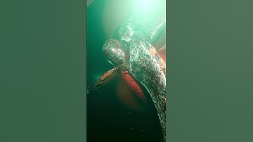 DIVER gets TOO CLOSE to CONTAINER SHIP PROPELLER #thalassophobia #backrooms