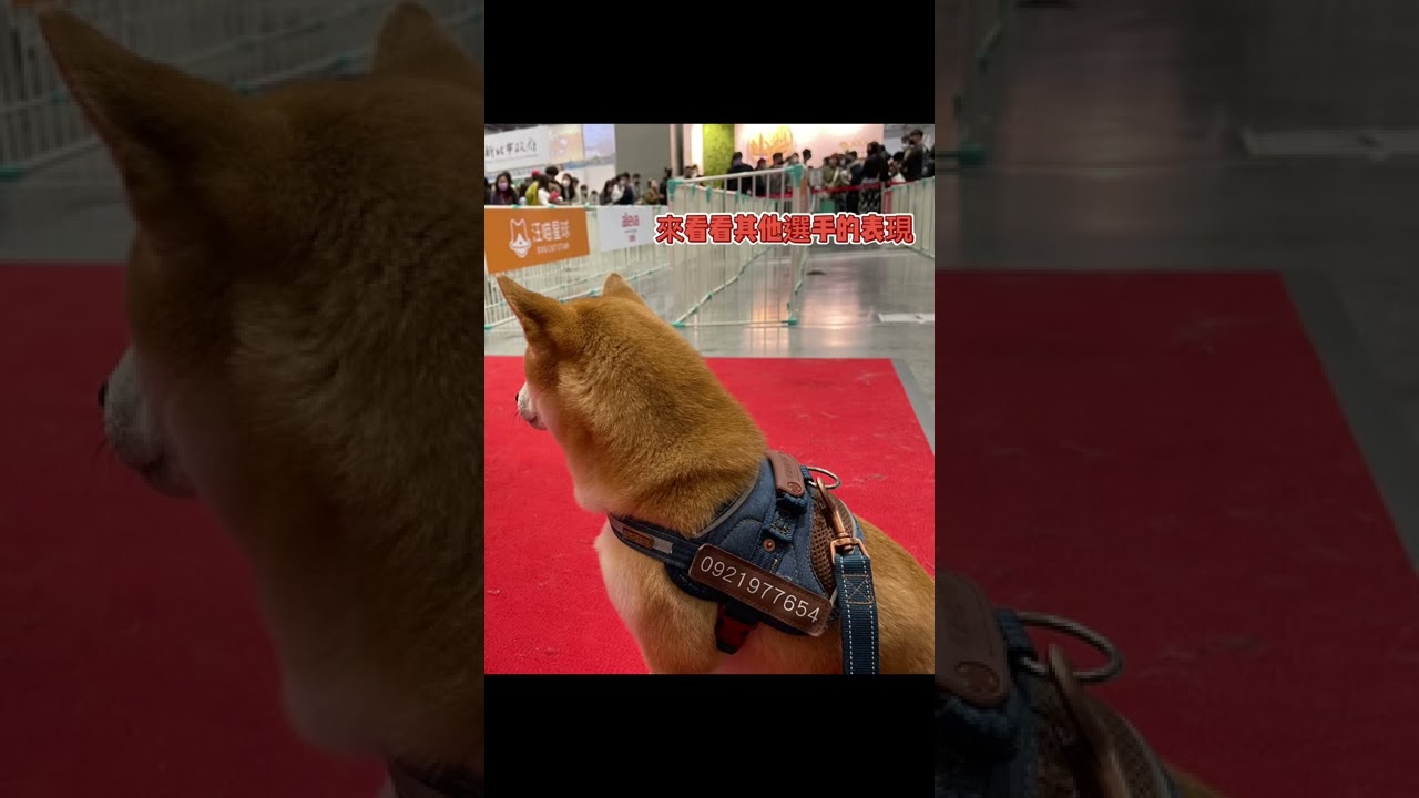 柴犬皮皮】美食障礙賽｜ 2022上聯寵物用品博覽會- 犬明星運動會/ 台灣貓節（寵物展） - YouTube