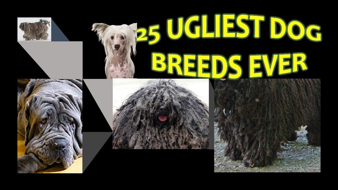ugliest dog breeds