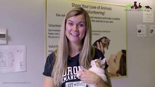 Toronto humane society - an introduction