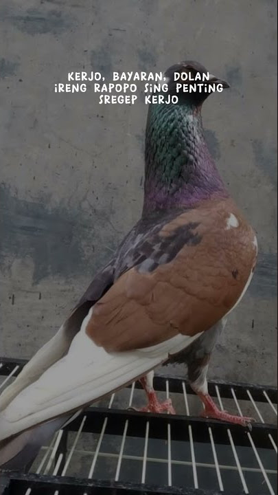 STORY WA MERPATI..#shorts #shortvideo #merpatikolong #merpati