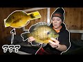 Ice Camping for the Biggest Bluegill of my Life - Once in a Life Time Catch