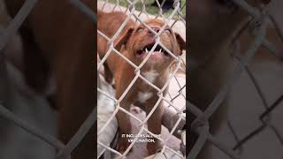 Brownsville Animal Regulations & Care Center