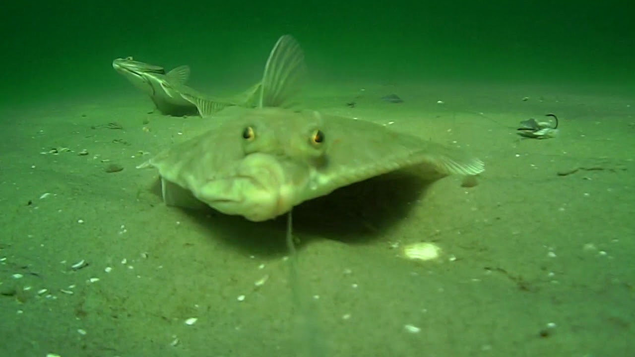 Fliegenfischen gezielt auf Plattfisch an der Ostsee