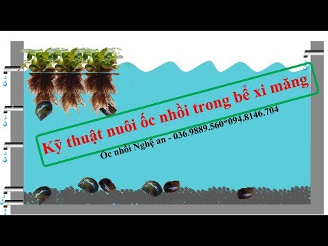 Video Hướng dẫn kỹ thuật nuôi Ốc nhồi trong bể xi măng -... - youtube