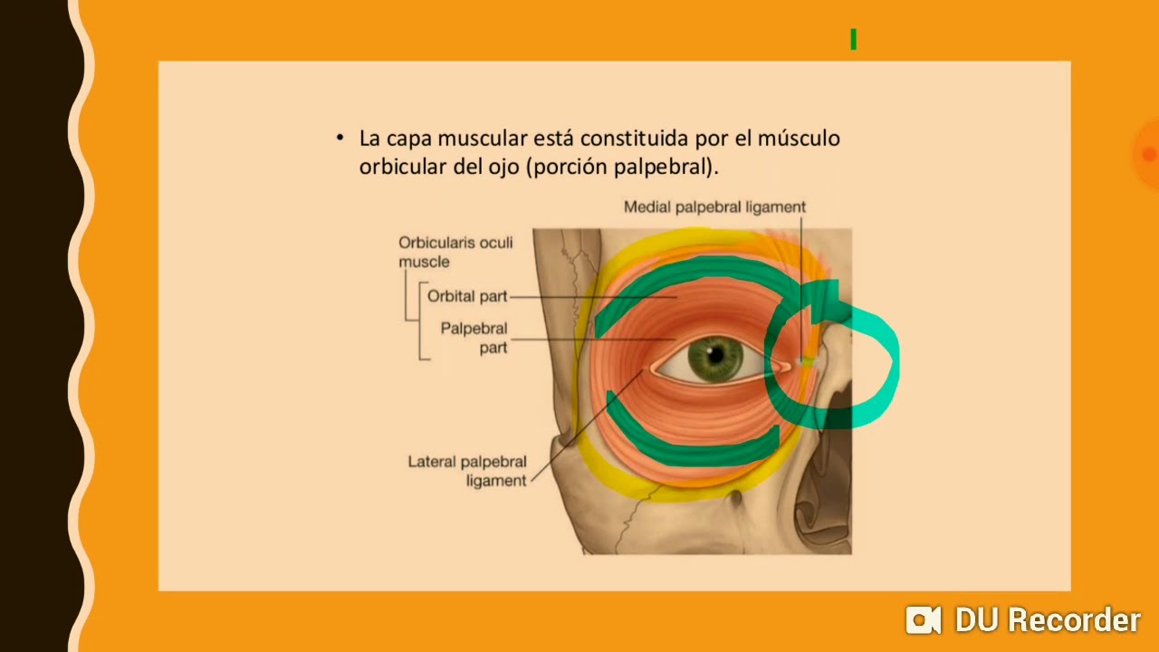 Generalidades músculo orbicular de los párpados - YouTube