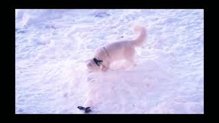 Artic Fox Lunas New Snow Pile-