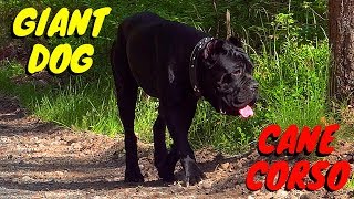 Giant Cane Corso Puppies Videos Giant Cane Corso Puppies