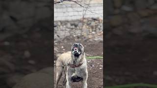 Download Lagu Köpeğin ağzı neden köpürür sizce MP3